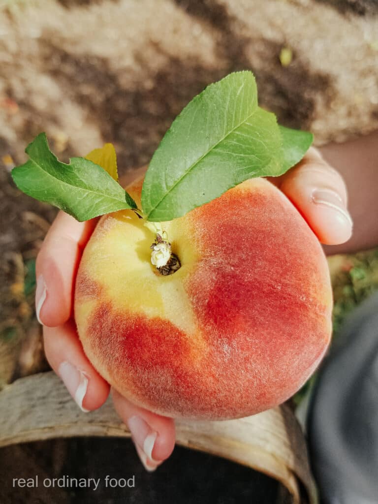 hand-picked peach at dutchyn farm in niagara-on-the-lake