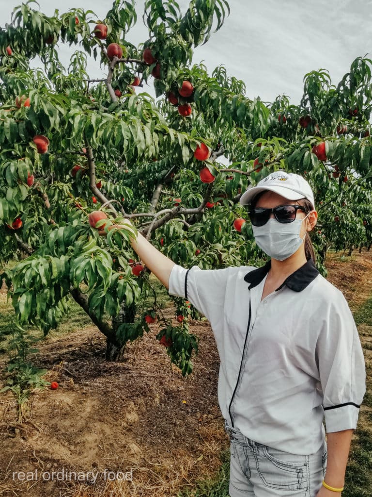 u-pick peaches at dutchyn farm in niagara-on-the-lake
