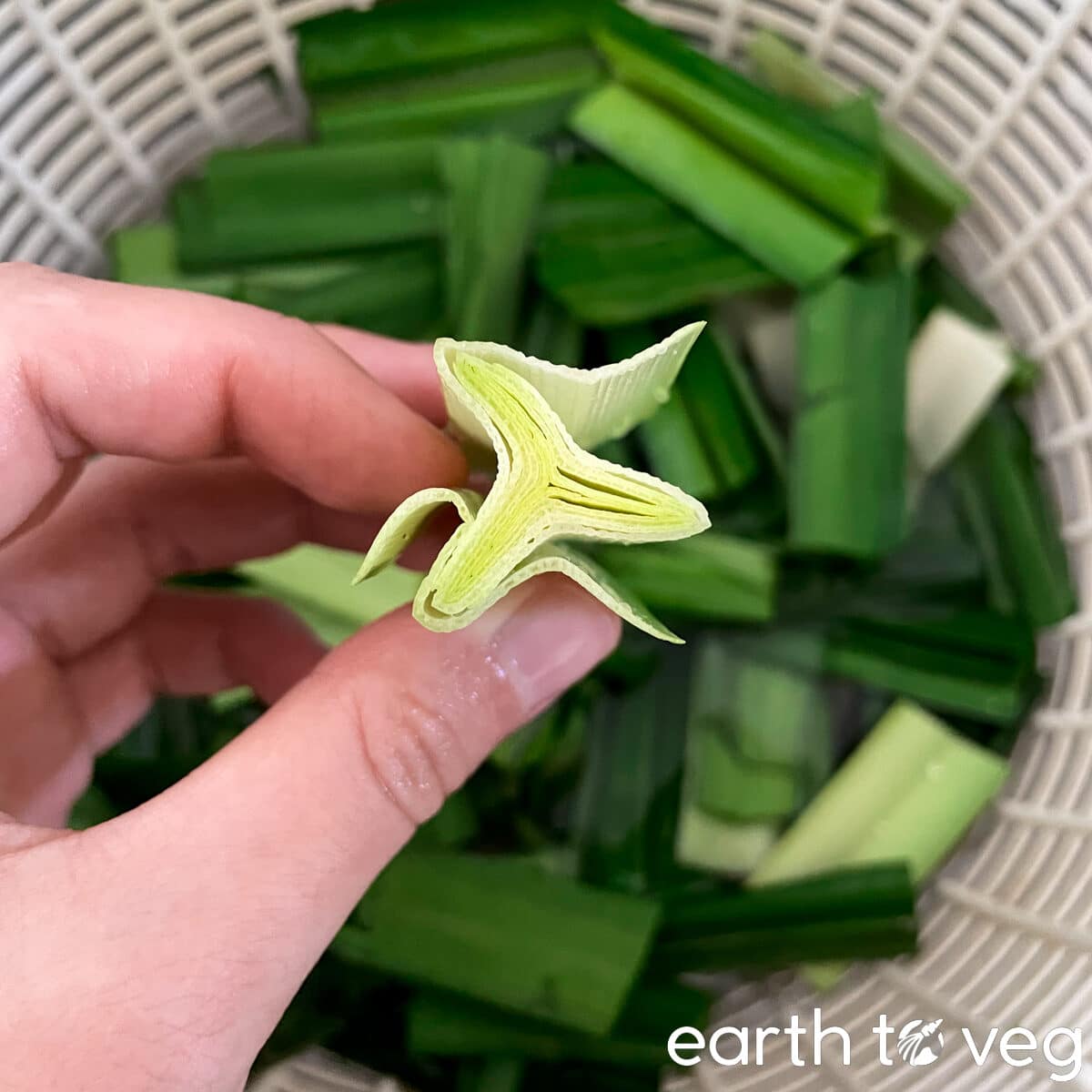A hand holds up the pale green core of bundle of pandan leaves.
