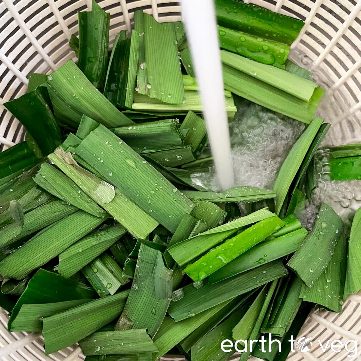 Pandan leaves are rinsed with tap water in the salad spinner.
