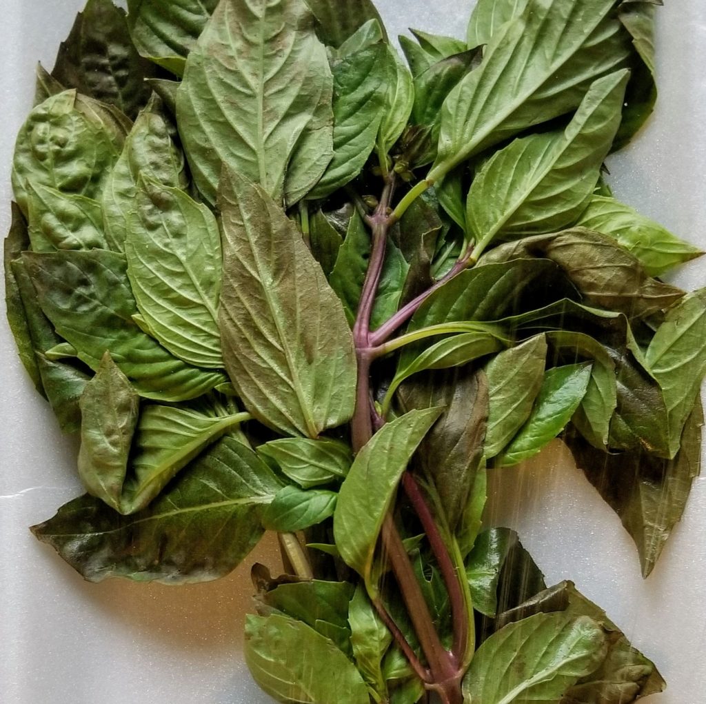 fresh thai basil (holy basil)