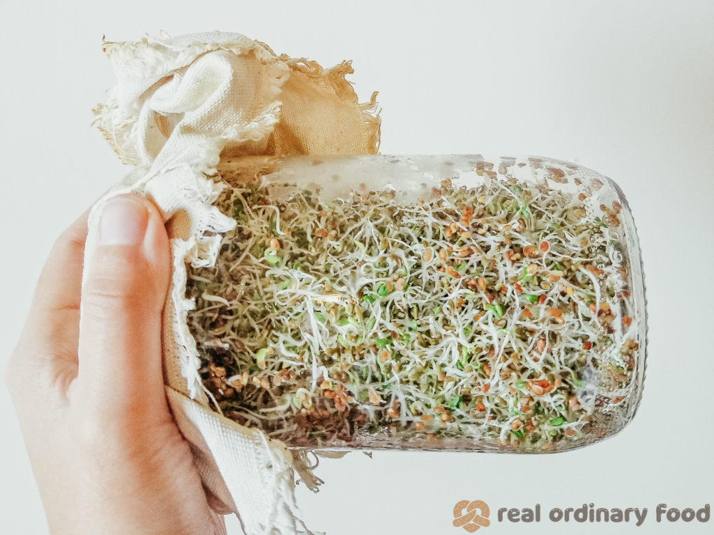mason jar of alfalfa sprouts