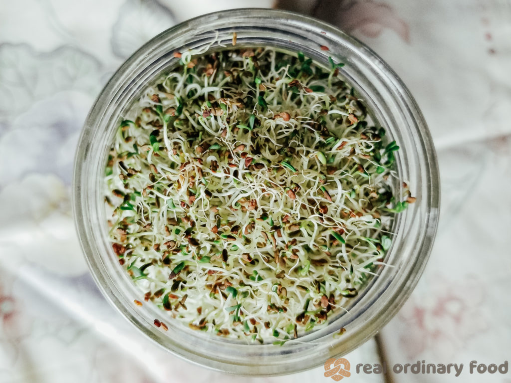 alfalfa sprouts