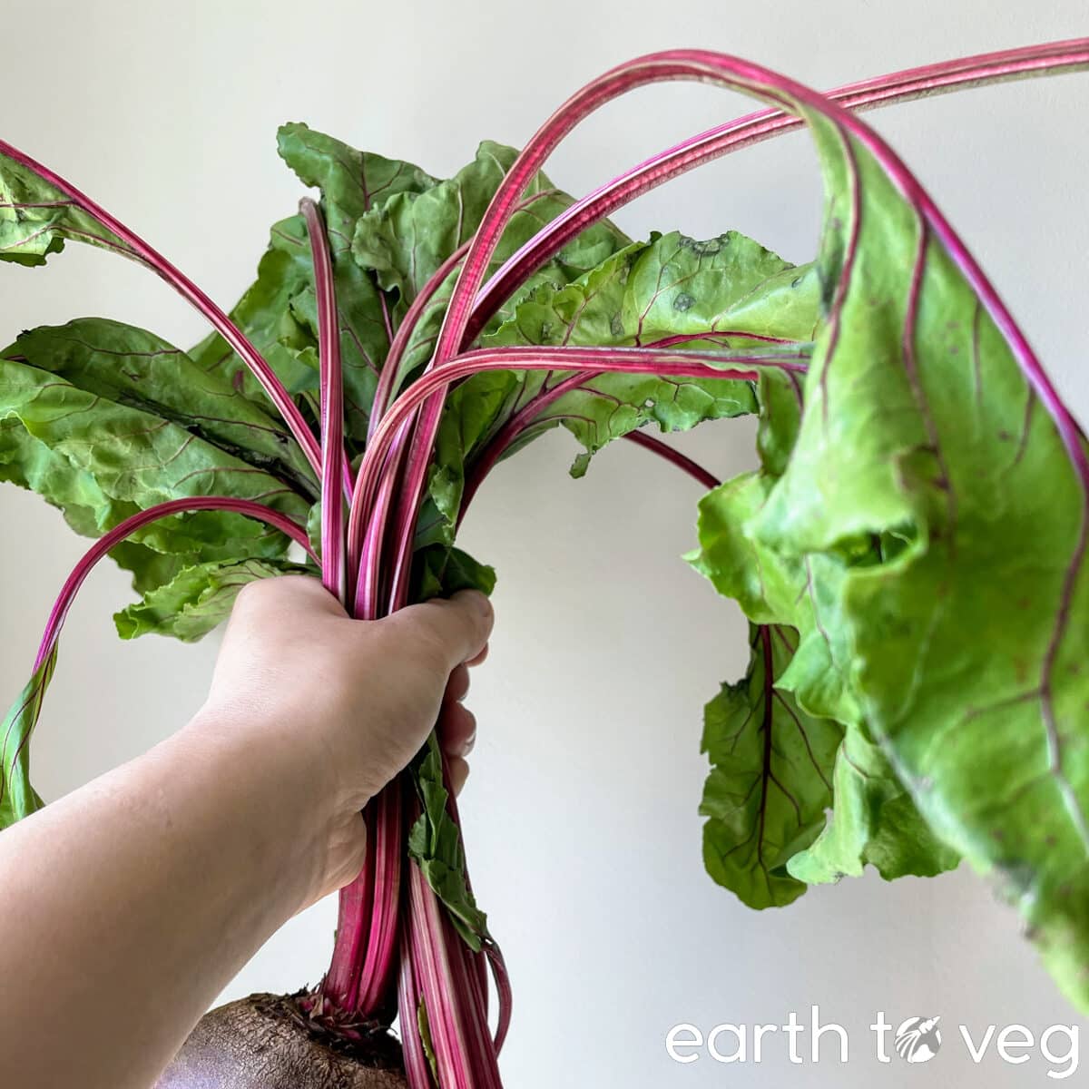 beet leaves