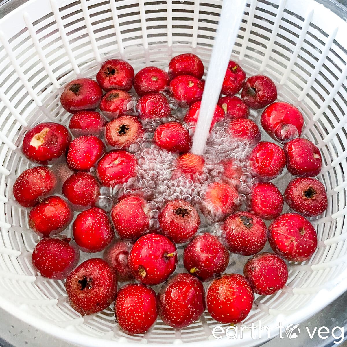 water splashing down onto a white plastic colander holding fresh red hawthorn berries