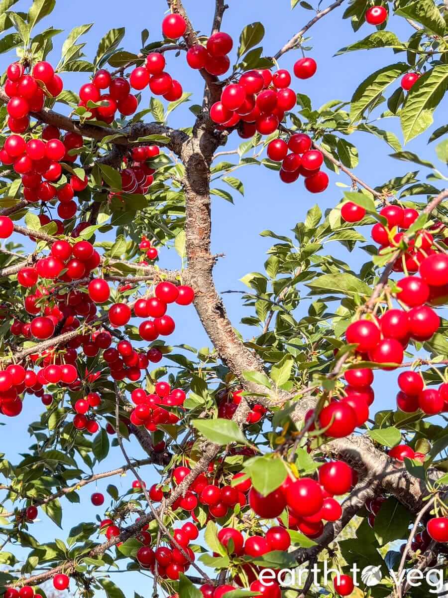 Branches of an amarelle cherry tree full of ripe cherries.