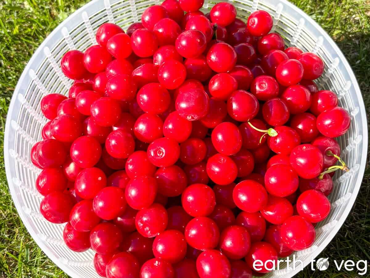 A big white basket full of freshly picked sour amarelle cherries.